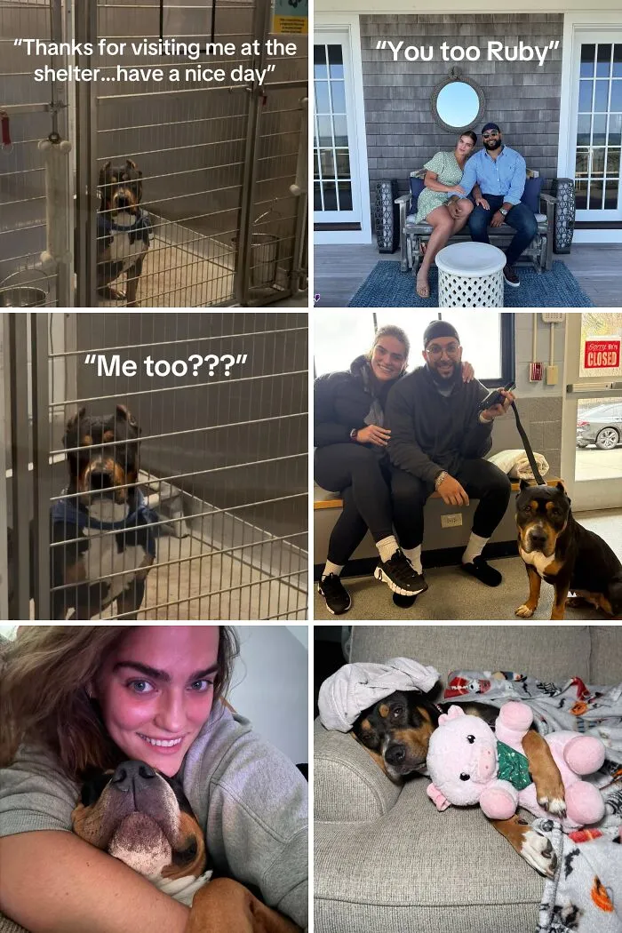 Happy adoption moments showing a dog’s journey from shelter to loving home, capturing joyful pet and owner bonds.