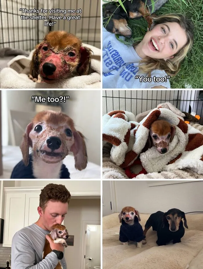 This New Trend Has People Sharing Their Tearjerking Pet Adoption Stories And These 50 Made Us Cry
