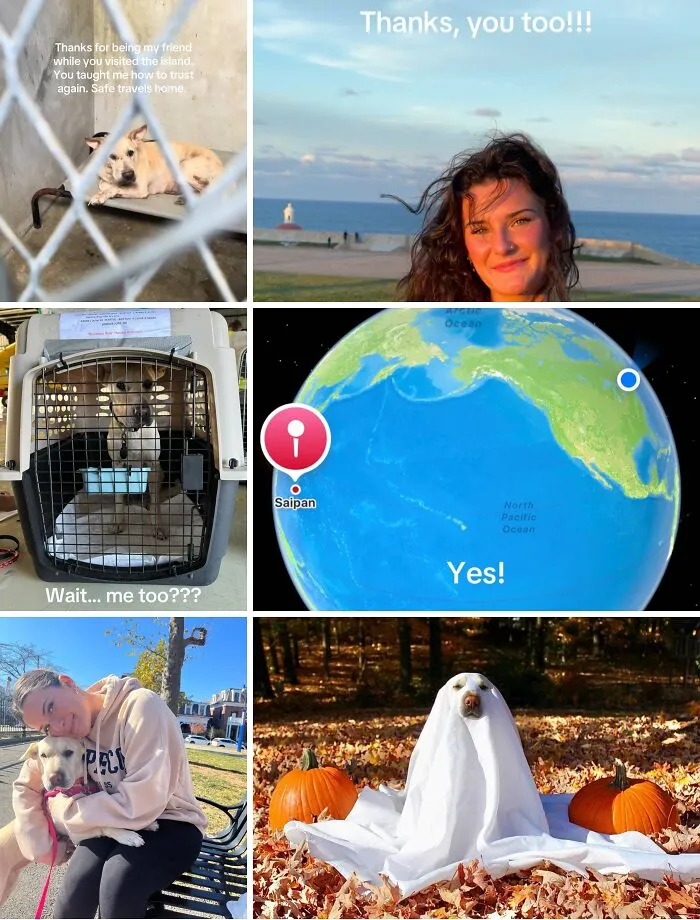Collage of heartwarming adoption pictures featuring dogs in shelters, with new owners, and joyful moments outdoors.