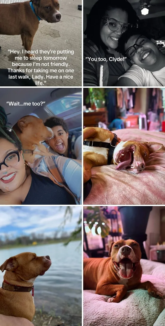 This New Trend Has People Sharing Their Tearjerking Pet Adoption Stories And These 50 Made Us Cry