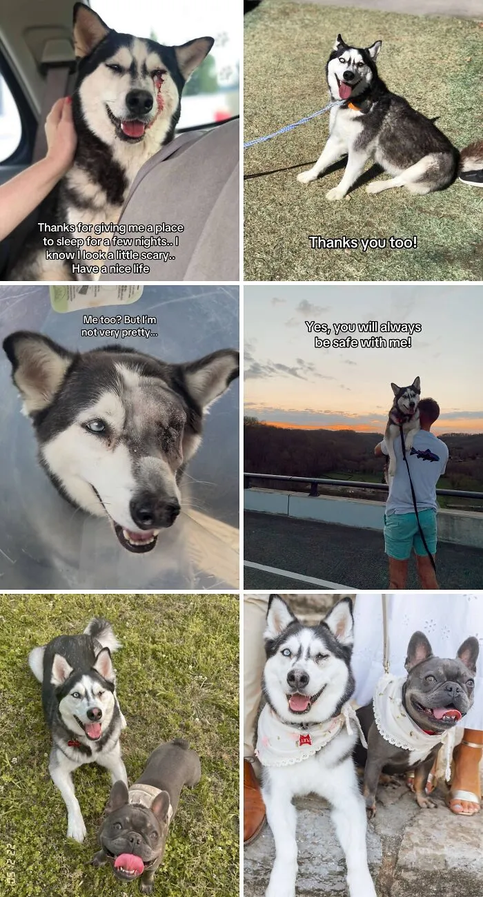 Six adoption pics of happy huskies and a French bulldog showing love and safety in various outdoor and indoor settings.