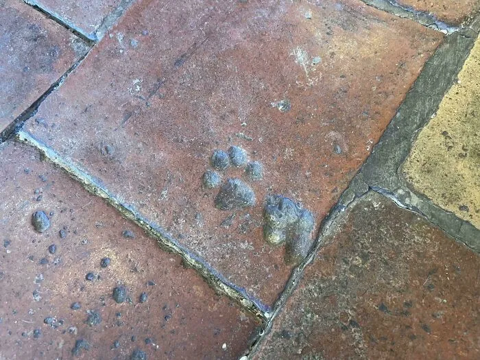 Azulejo de piso de cocina de granja francesa de 200 años de antigüedad, sin duda sus descendientes todavía deambulan por el pueblo.