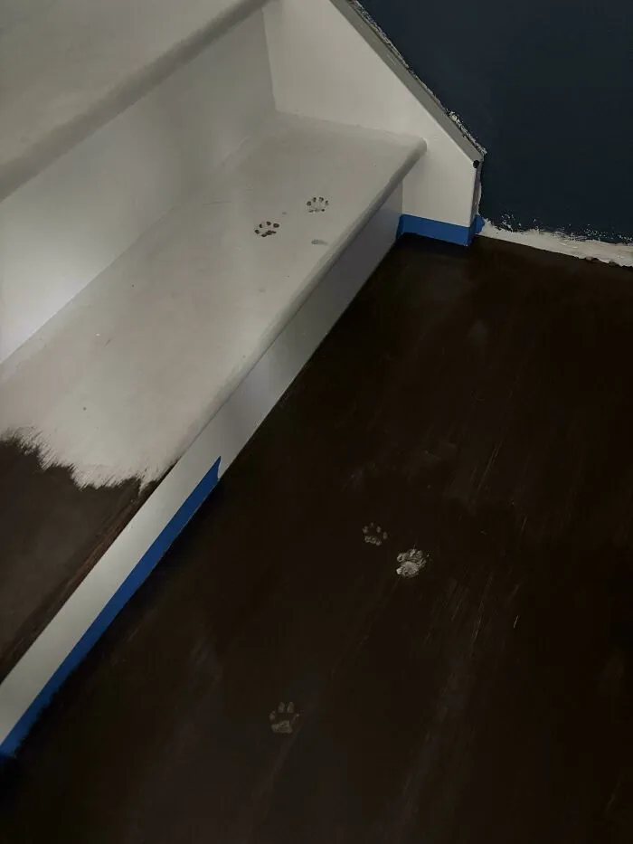 Intenté pintar las escaleras con un gato en casa…