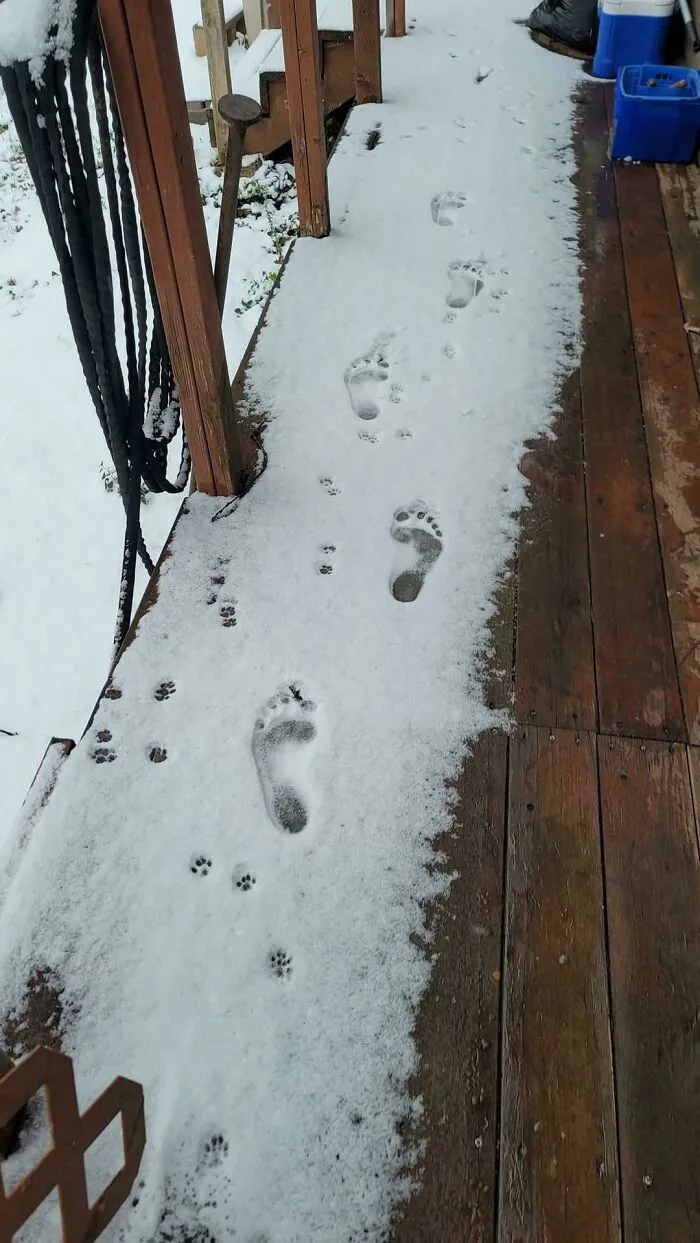 Cuando te quedas encerrado afuera y el gato viene contigo para divertirse