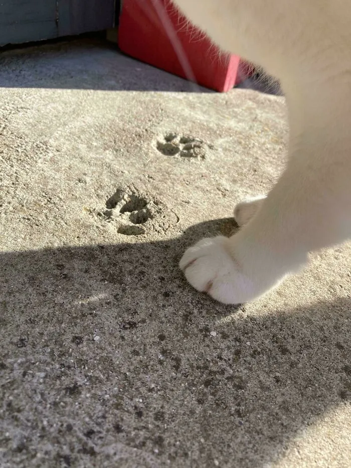 Perdí a mi gato hace casi 10 años, pero su huella siempre estará aquí