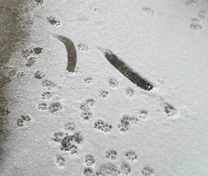 Huellas adorables de patas de gato en la nieve, mostrando un recorrido detallado sin sonido ni presencia visible del animal.