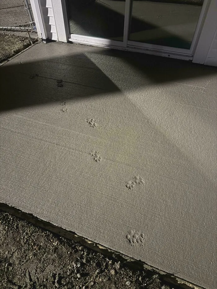 Huellas adorables de patas de gato impresas en concreto fresco junto a la puerta corrediza al atardecer.