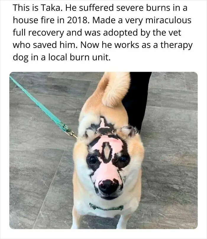 When The Fire Engulfed His Home, Taka Barely Escaped, His Body Covered In Burns, His Spirit Shaken. He Was Rushed To The Vet Clinic, Where The Team Worked Tirelessly To Save Him
