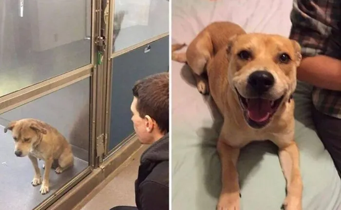 Before And After Adoption