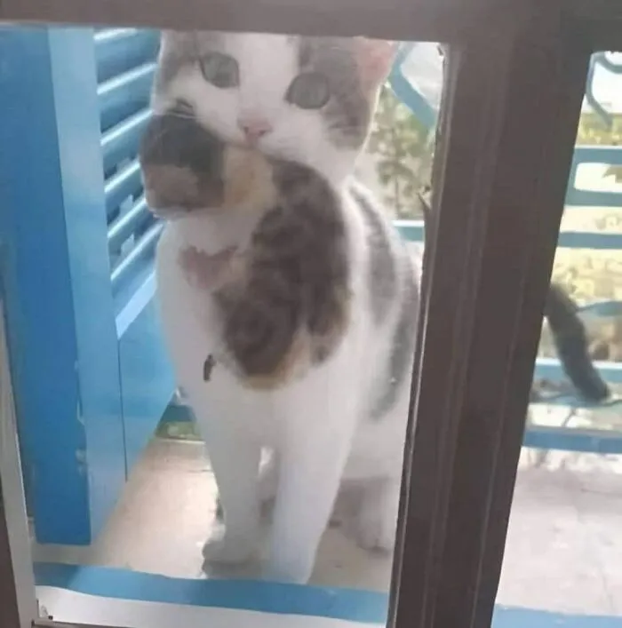 That Cat Was Pregnant And I Put Food For Her Every Day... She Disappeared For A Week And Today She Came To Show Me Her Daughter