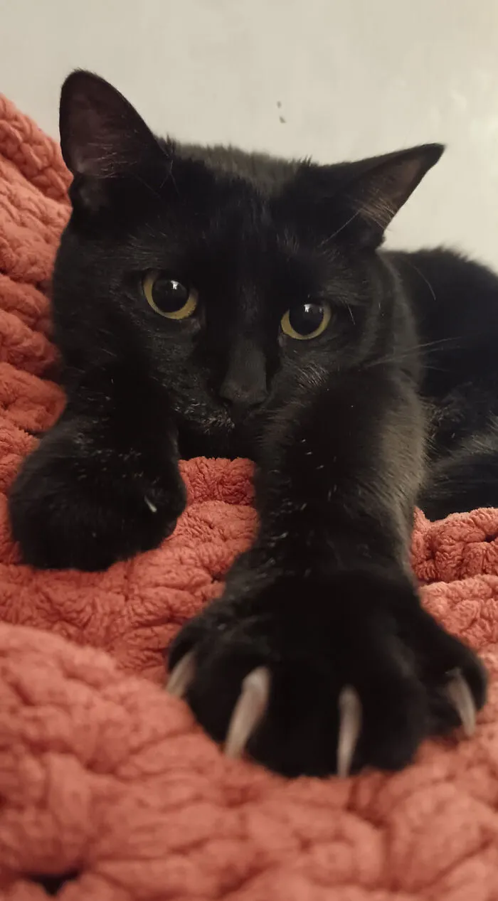 Close-up of a black cat with prominent cat claw details resting on a textured pink blanket