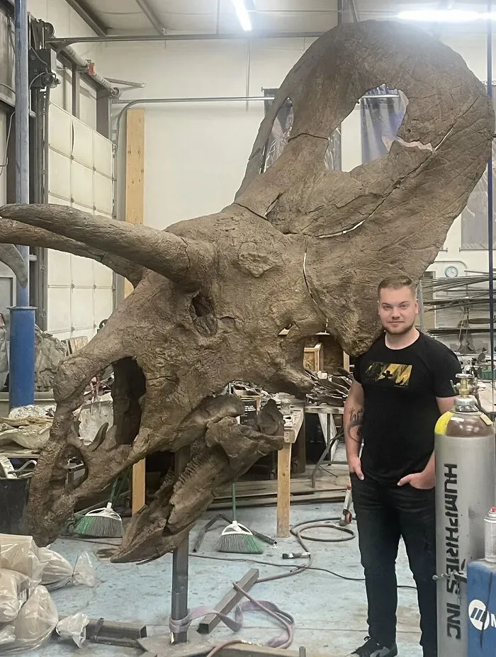 The Skull Of Torosaurus, A Late Cretaceous North American Ceratopsian