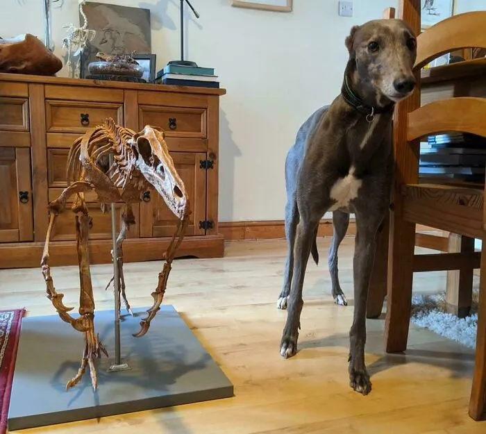 Skeletal Mount Of Velociraptor Mongoliensis Next To A 27 Kg Greyhound (Photo By Mark Witton)