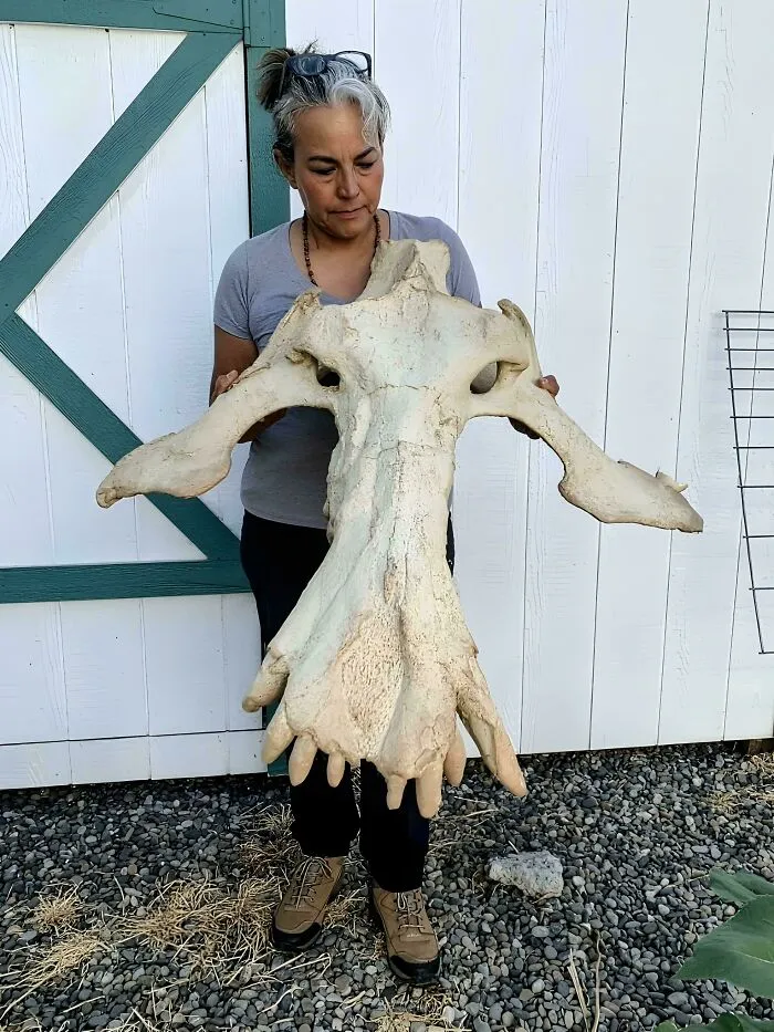 The Massive Skull Of Megachoerus, A Giant Entelodont