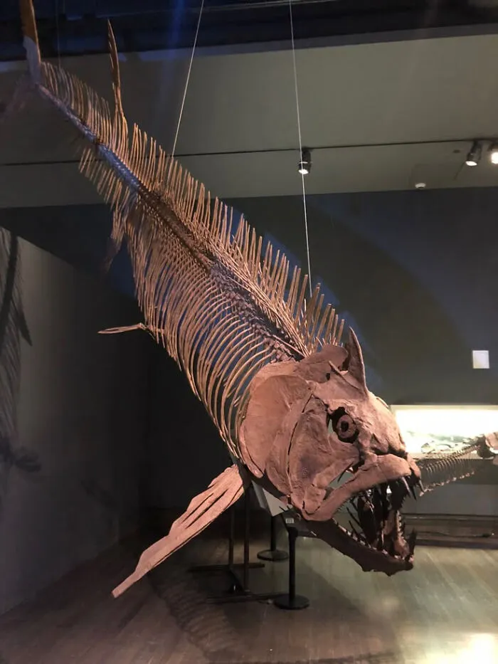 Xiphactinus, A Beautiful Specimen Of A Terrifying Sea Monster