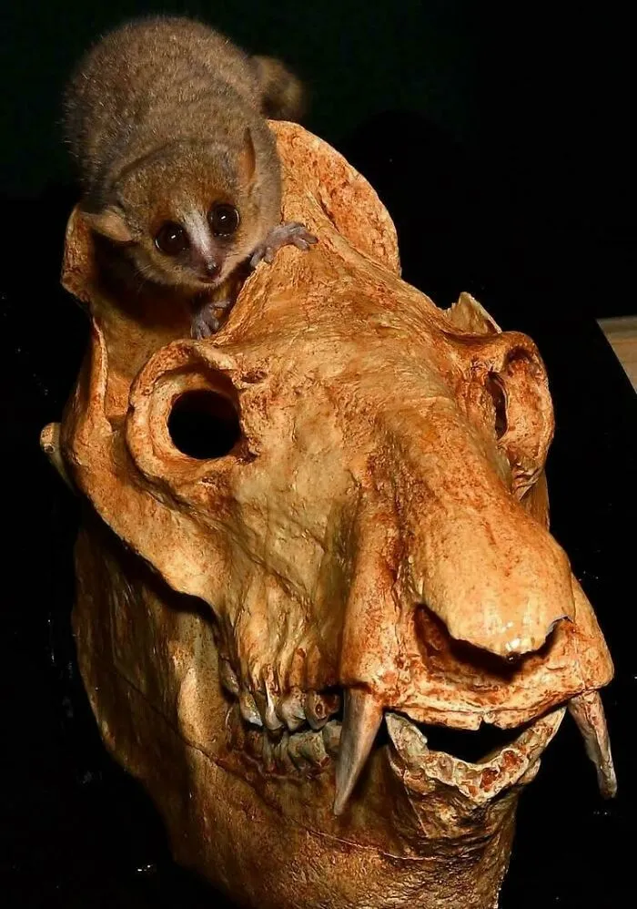 The Skull Of Megaladapis Aka The Koala Lemur Compared To The Gray Mouse Lemur