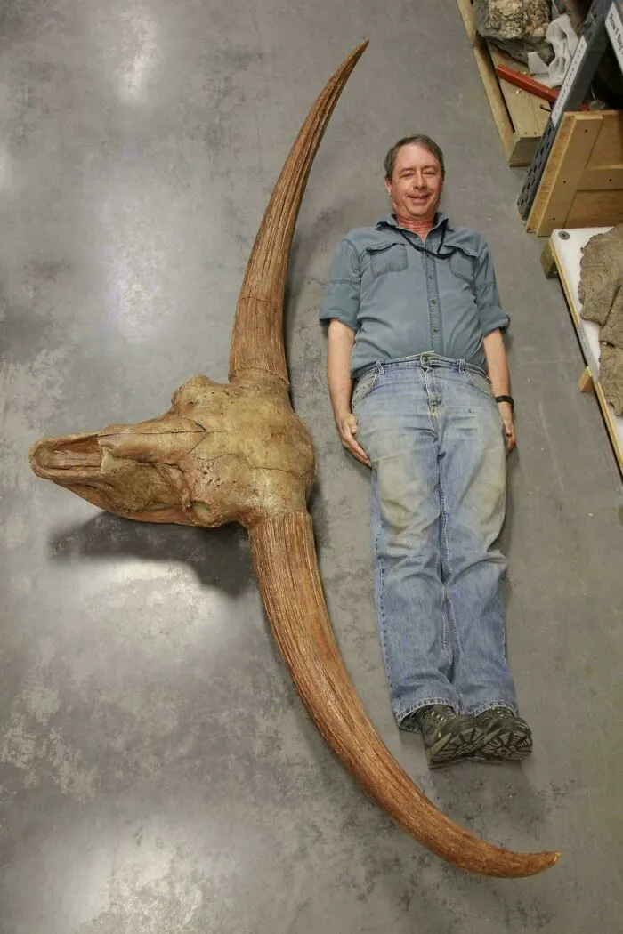 The Size Of The Skull And Horns Of A Bison Latifrons, The Giant Long-Horned Bison