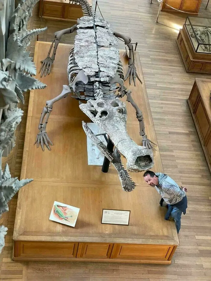 The Size Of A Sarcosuchus Mount