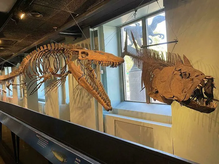 A Tylosaurus Hunting A Xiphactinus In A Long-Time Display At My Local Natural History Museum (The Academy Of Natural Sciences)