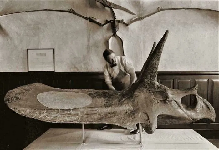 Torosaurus, The Largest Skulled Species Of Dinosaur With A Head Measuring Up To About 10 Feet Including A Massive Frill