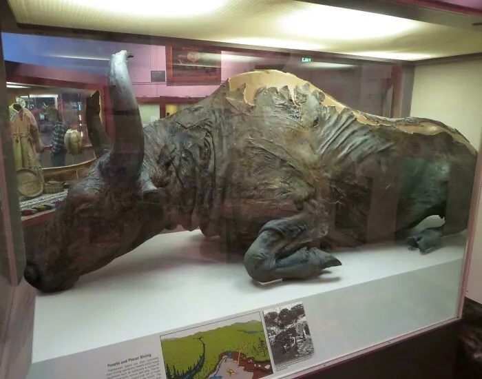 Blue Babe, A Mummified Bison Priscus (Museum Is In Alaska)