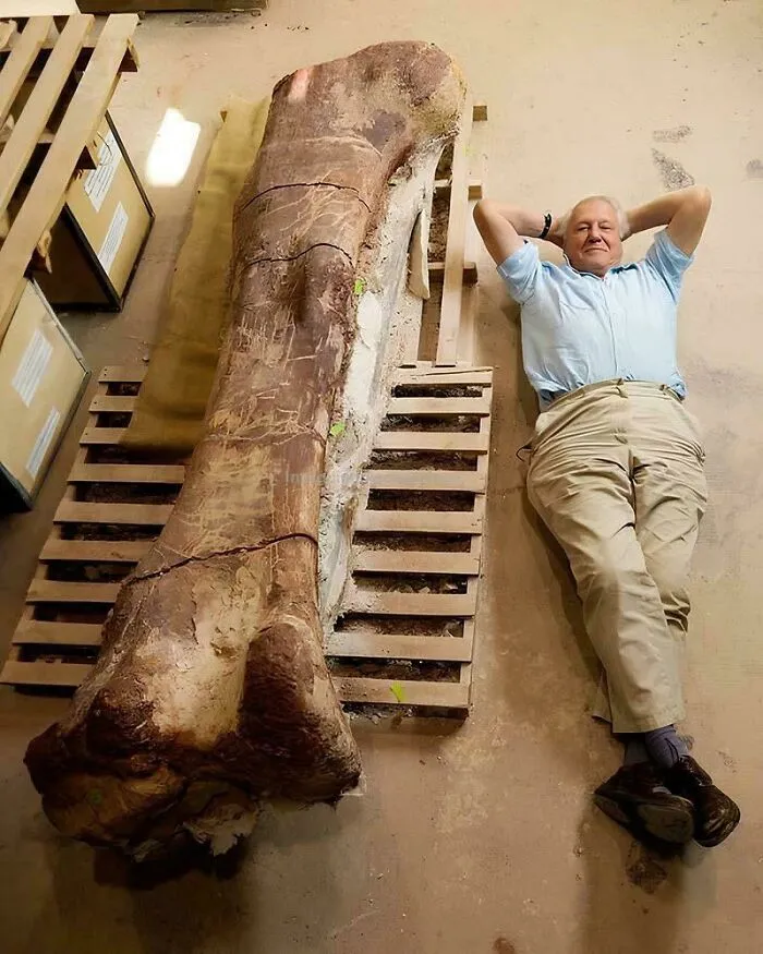 David Attenborough With A Titanosaur Femur