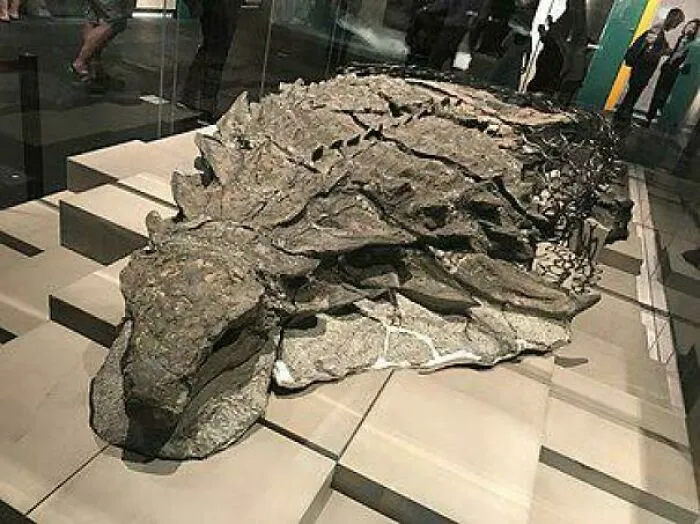 Suncor Nodosaur, One Of The Best Preserved Dinosaurs. It Even Has Some Pigmets Left