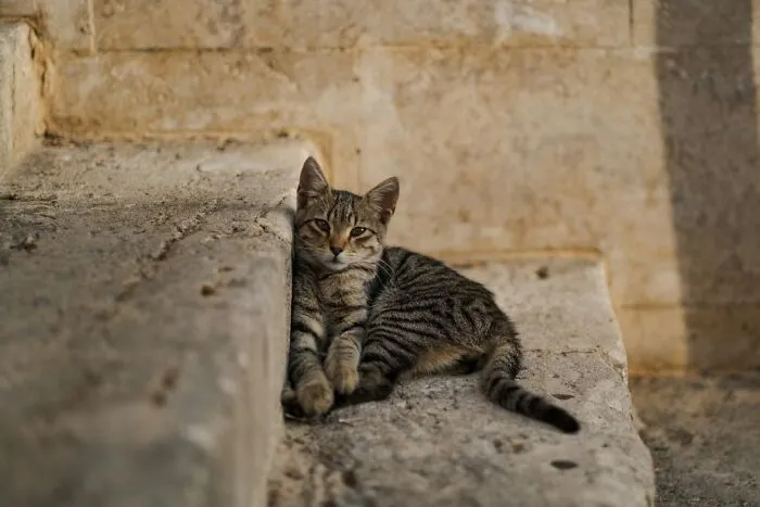 Ancient Egyptians Worshipped Cats As Gods