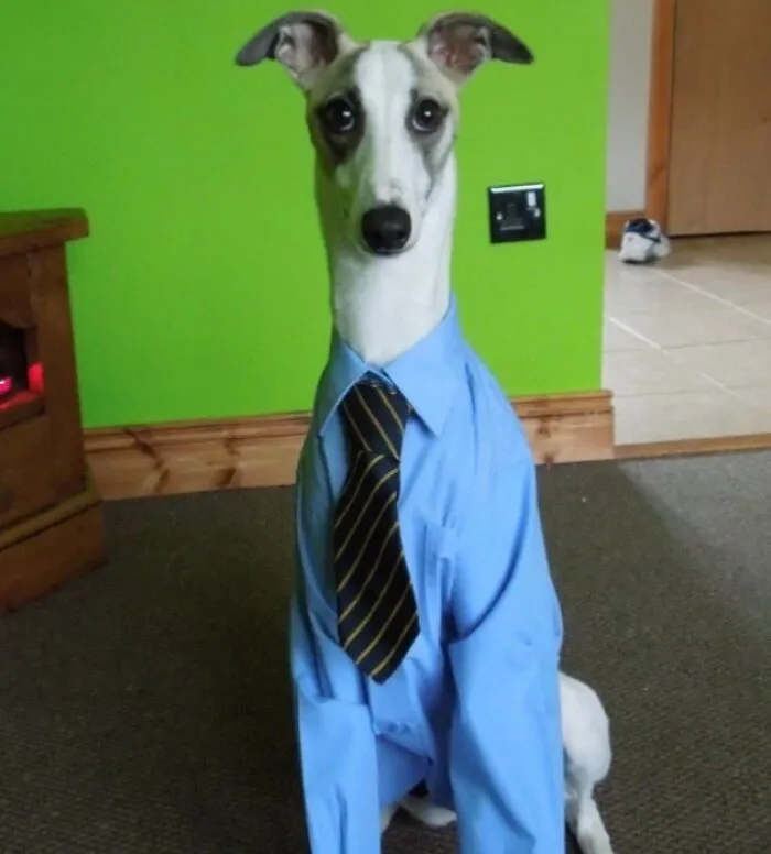 Todos los viernes, disfrazo a nuestro perro con un disfraz gracioso y pongo una foto en la lonchera de mis hijos para alegrarles el día. Esta semana, el perro lleva su uniforme escolar.