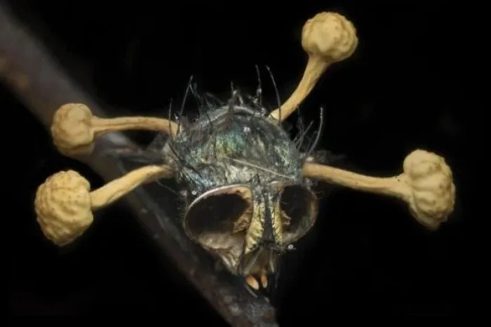 Cabeza de mosca infectada con un hongo parásito