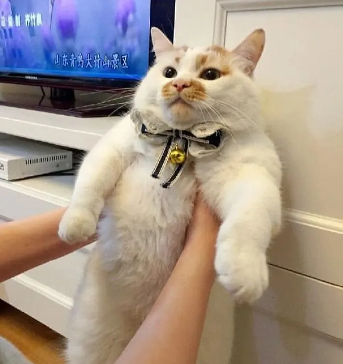 46 Chubby Cats That Will Melt Your Heart With Their Adorableness