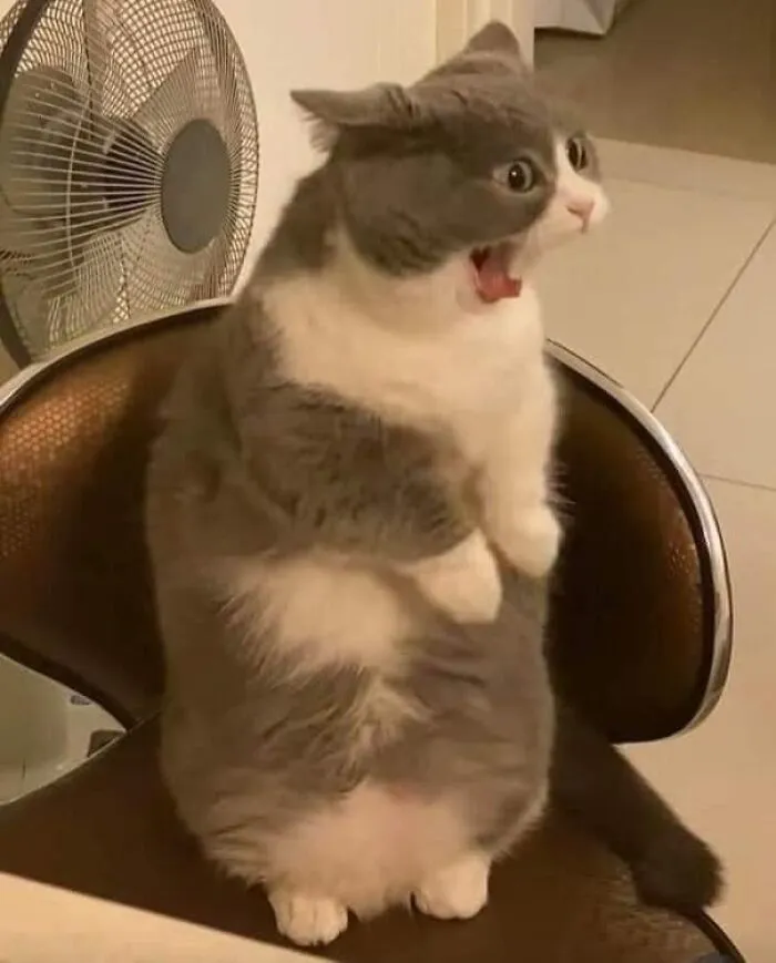 46 Chubby Cats That Will Melt Your Heart With Their Adorableness