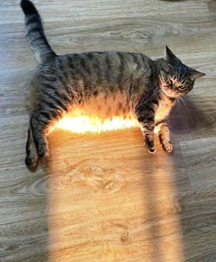 46 Chubby Cats That Will Melt Your Heart With Their Adorableness