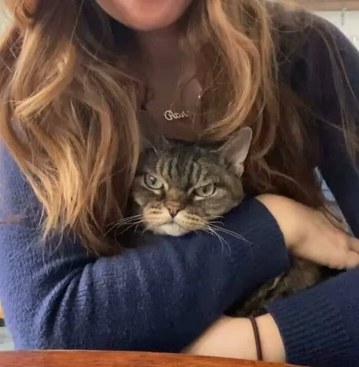 46 Chubby Cats That Will Melt Your Heart With Their Adorableness