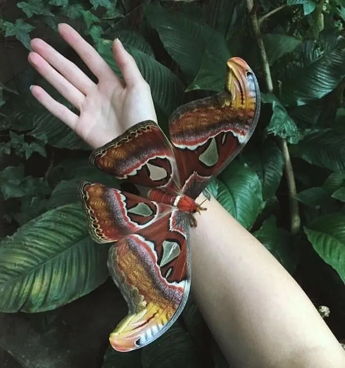 A Very Beautiful Atlas Moth