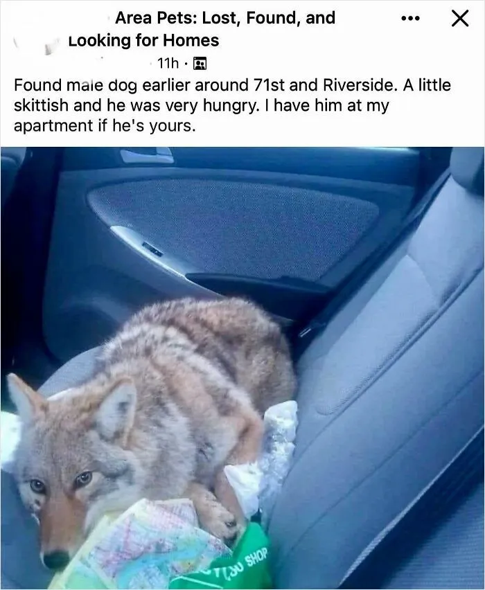 I Don’t Think That’s A Pet, You Shouldn’t Invite It Into Your Car