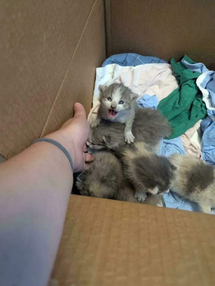 These Babies Were Found On A Dump Truck At My Work. This One Was Especially Yelly