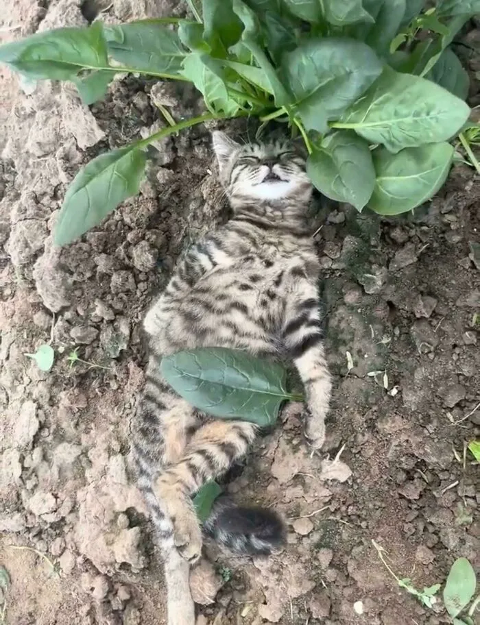 Catnap In The Field