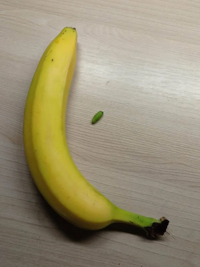 I'm Not Sure How It Will Fit In A Pickle Jar