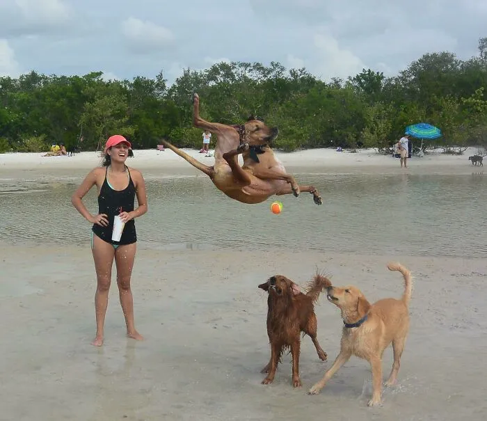 Este perro intentando atrapar la bola