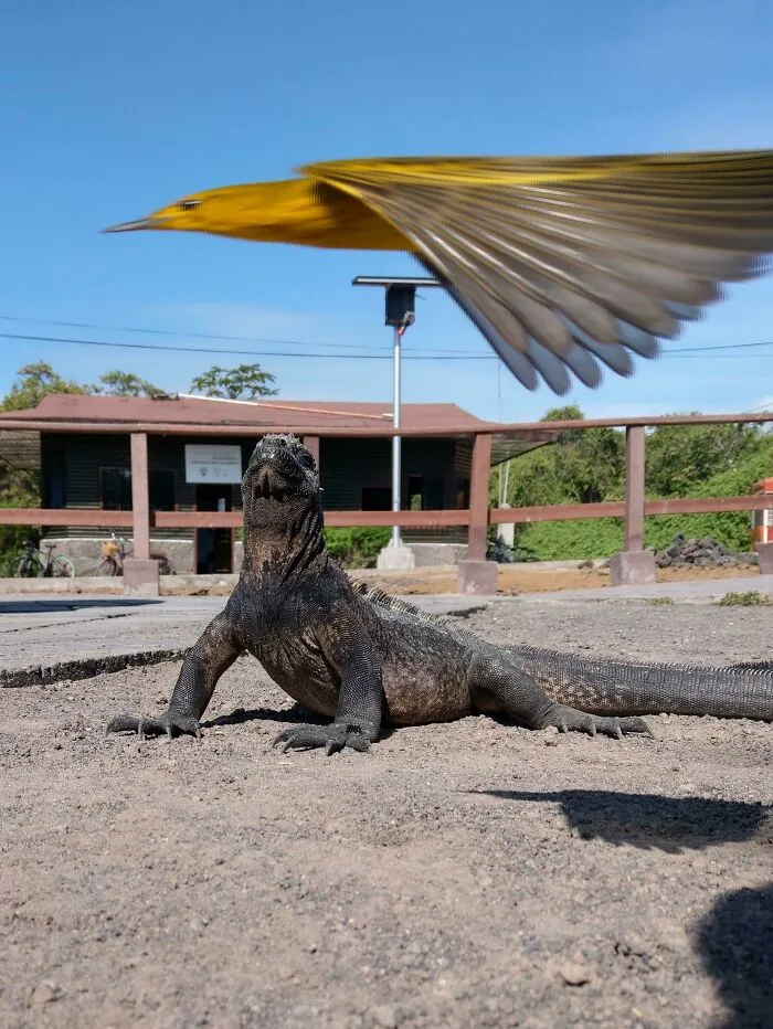 Una reinita amarilla entró en escena mientras tomaba una foto de una iguana