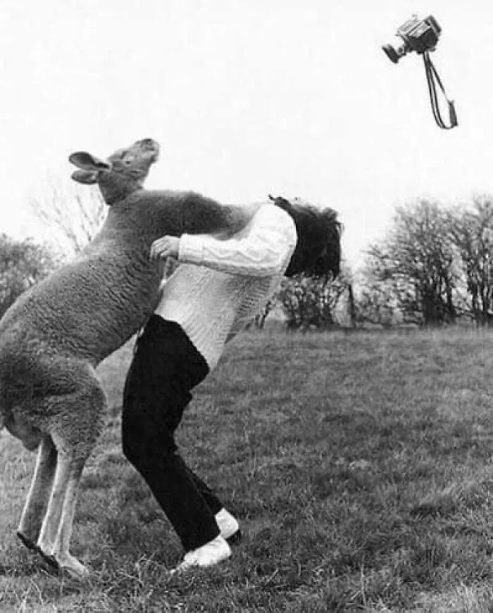 Un canguro enojado noqueando a una mujer por intentar fotografiarlo, década de 1960