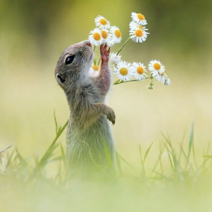 Ardilla admirando las flores