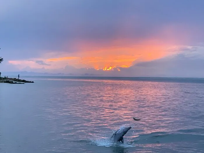 Mi mamá tomó una foto del atardecer y un delfín saltó en la toma.