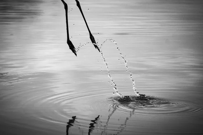 Patas de ave salpicando agua capturadas en un instante inesperado que supera la foto original anticipada.