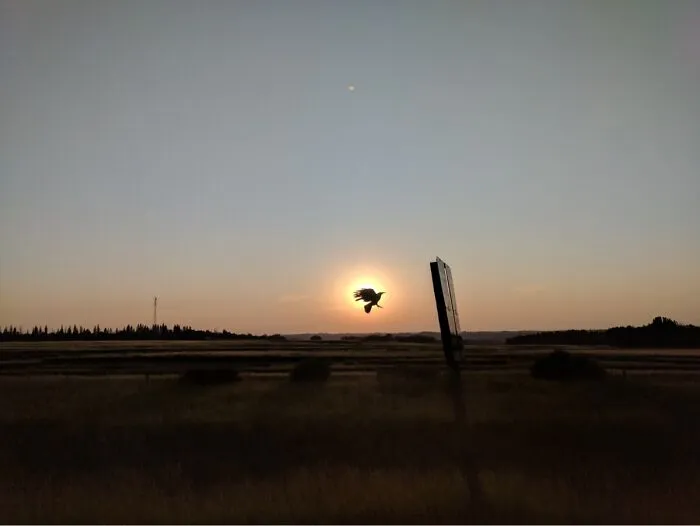 Tried To Take A Picture Of The Sunset While Driving And A Bird Totally Ruined My Shot