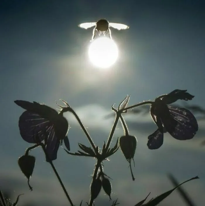 Abejorro portando el sol