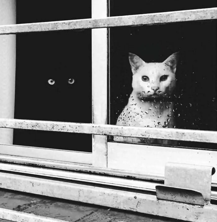 50 Times Animals Charmed Us With Being In Very Weird Places