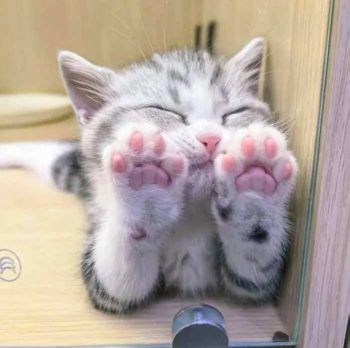 50 Times Animals Charmed Us With Being In Very Weird Places