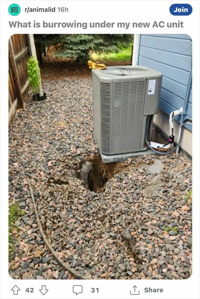 Man Thinks Animal Is Burrowing Next To His New AC Unit